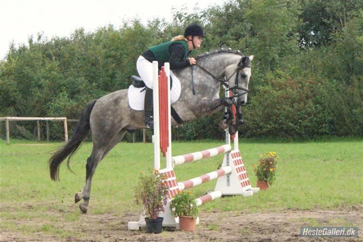 New Forest Rødtjørns Geronimo *SOLGT - Geo og min søster til VDM - Super Spring pony!!! - Foto: Debbie Gade billede 16