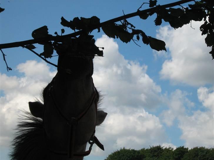 Fjordhest Kajser billede 14