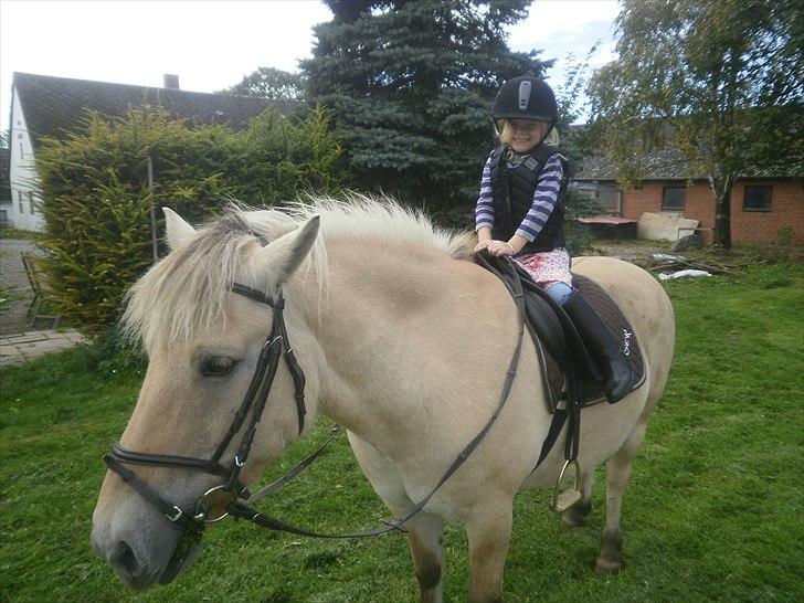 Fjordhest Kajser billede 15