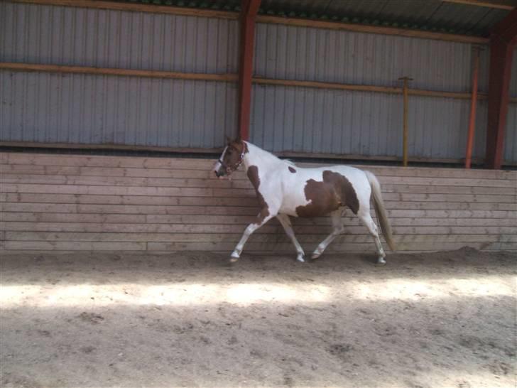 Pinto Speedy I I  - fri i hallen d. 13/7 :) billede 10