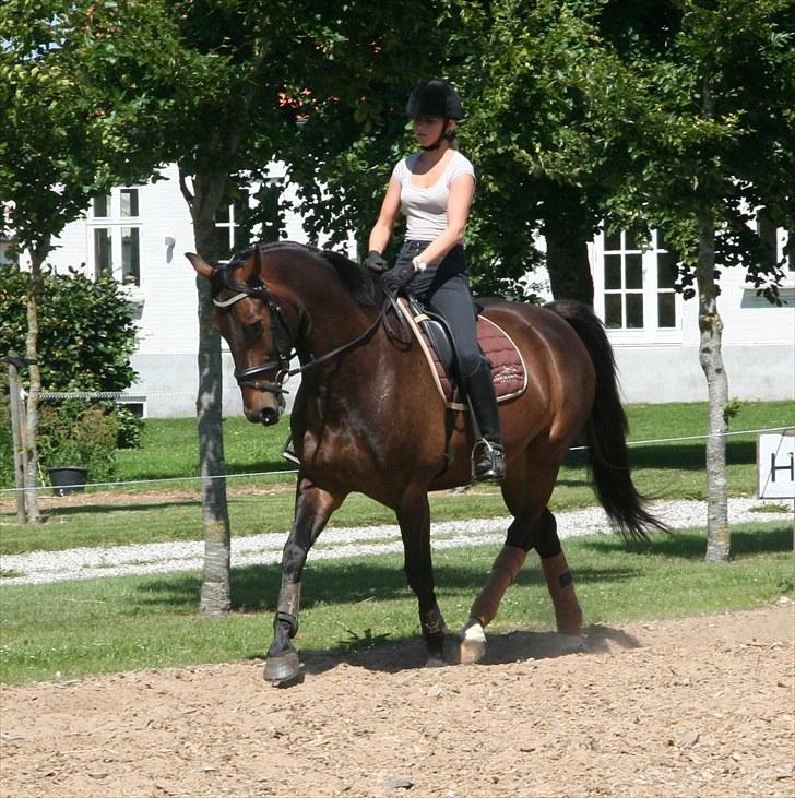 Oldenborg * Ebbe * - Træning juli 10 billede 9