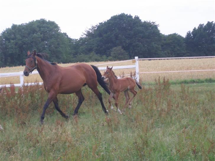 Dansk Varmblod Luna billede 3