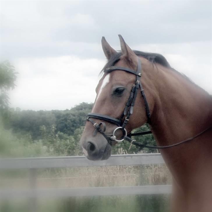 Dansk Varmblod Candor Højvang billede 3