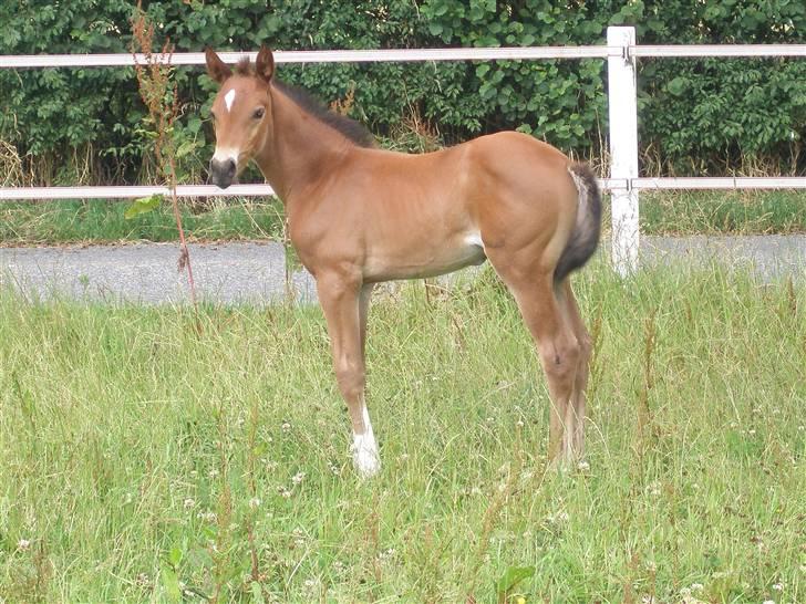 Dansk Varmblod Kastaniegården´s  Nedina  billede 3