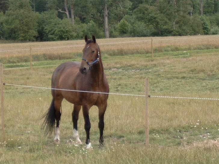 Anden særlig race Cosmo billede 20