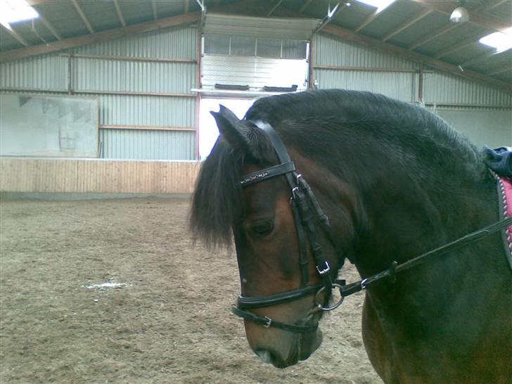 Dartmoor Stjerne (red engang) billede 13