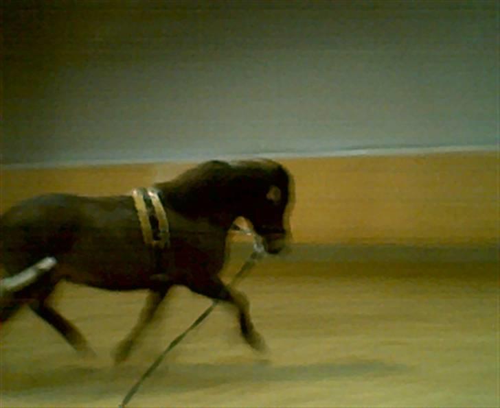 Dartmoor Stjerne (red engang) billede 15