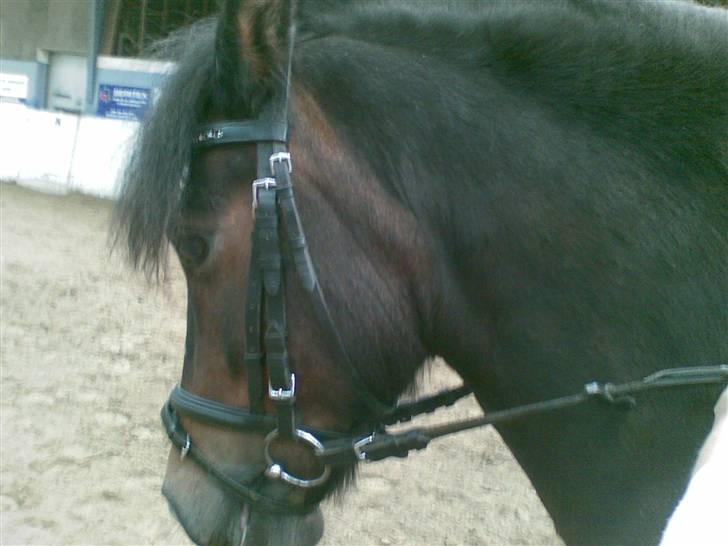 Dartmoor Stjerne (red engang) billede 16