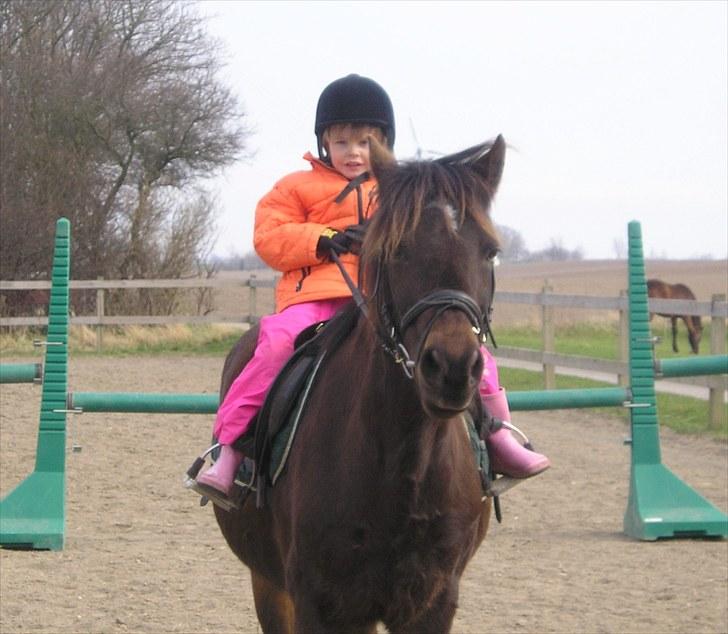 Connemara Krathus Calimash C 526 billede 18