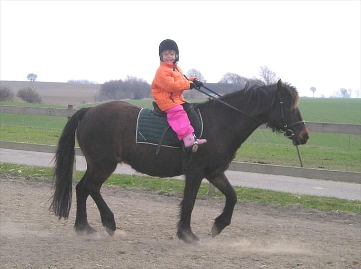 Connemara Krathus Calimash C 526 billede 19