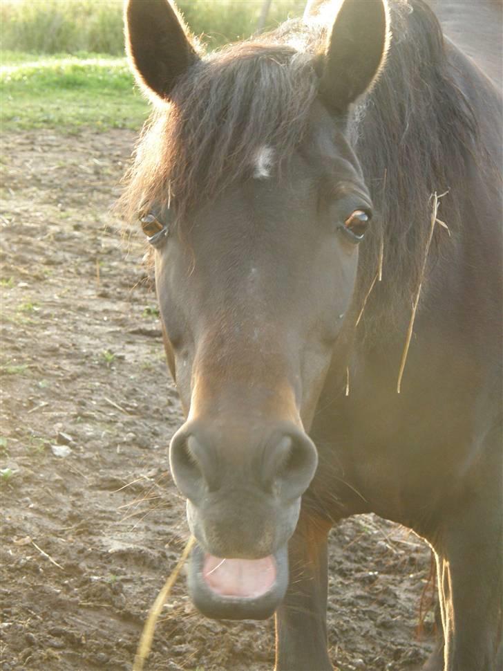 Connemara Krathus Calimash C 526 billede 20