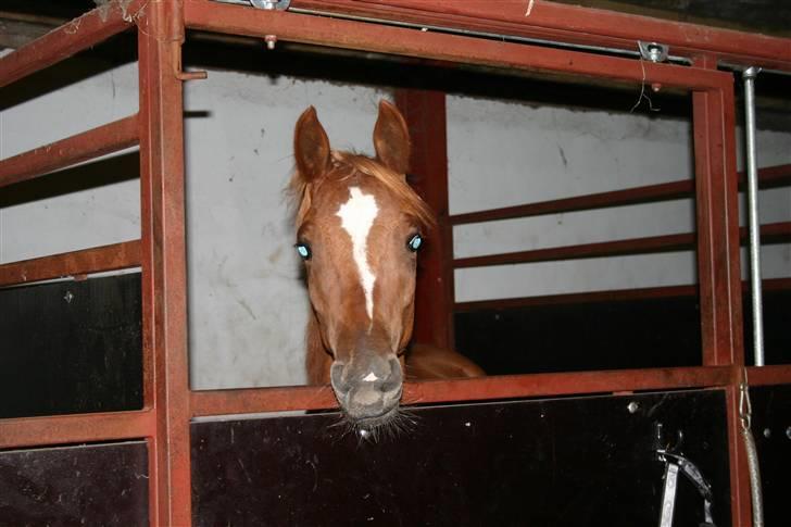 Arabisk fuldblod (OX) Noori-a-li - Solgt - 14/7-08 billede 15