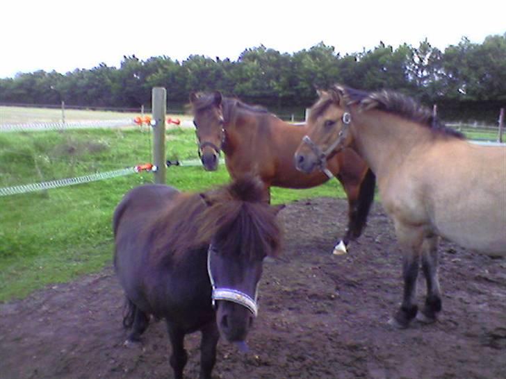 Shetlænder Jolly billede 13