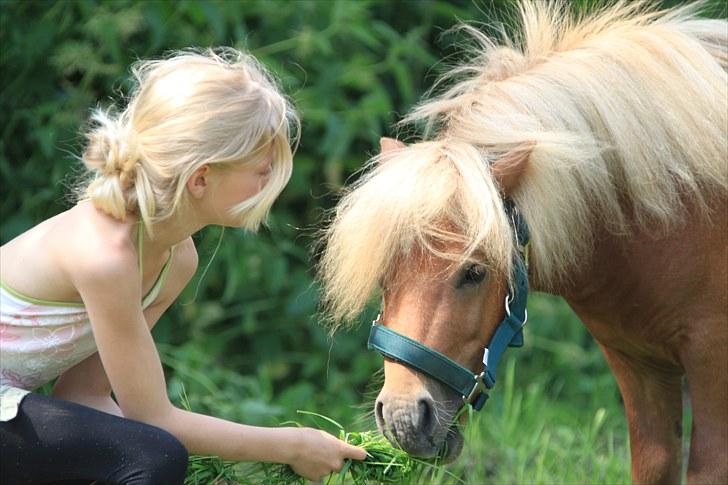 Shetlænder Mulle - Mulle får græs af Cille - Foto: Mig  Taget den 29/6-10 billede 20