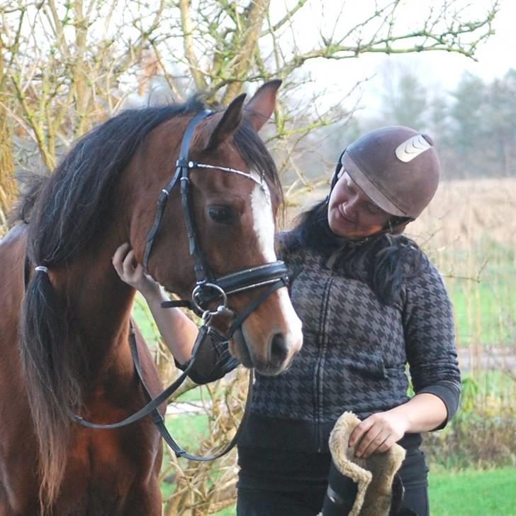 Arabisk fuldblod (OX) Cereniza billede 3