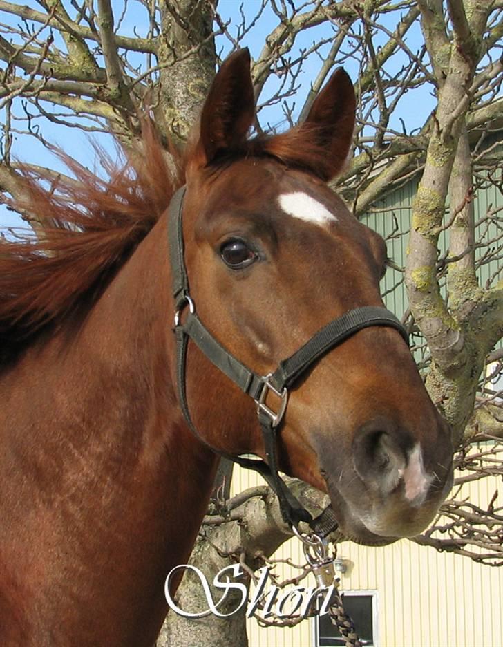 Frederiksborg Sabrina Tyskegård (Shori) billede 1