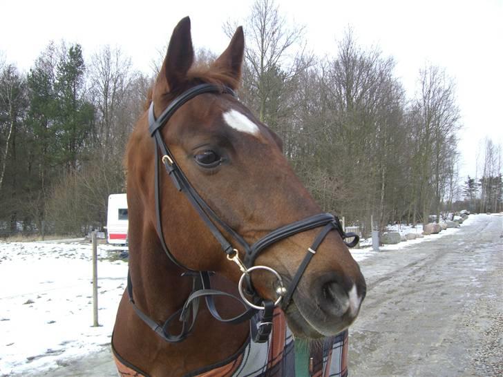 Frederiksborg Sabrina Tyskegård (Shori) billede 5