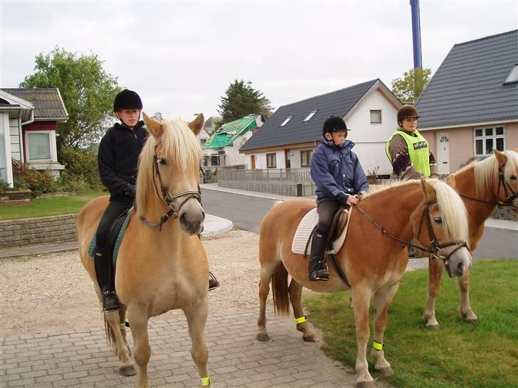 Haflinger Arthos (trænede på ham) billede 15