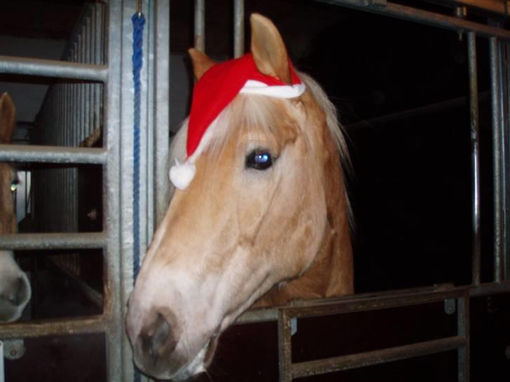 Haflinger Arthos (trænede på ham) billede 17