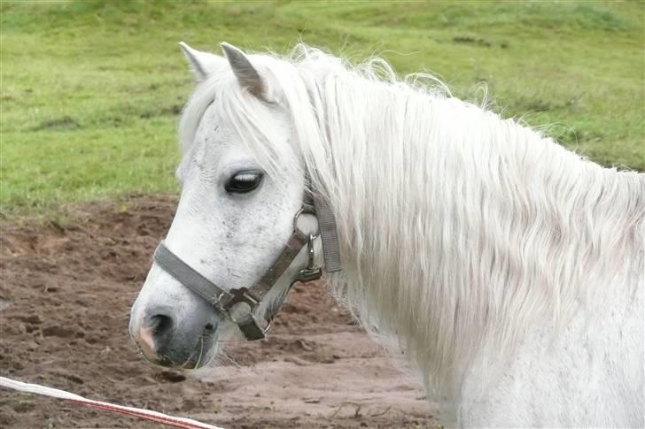Welsh Mountain (sec A) Patricia billede 10