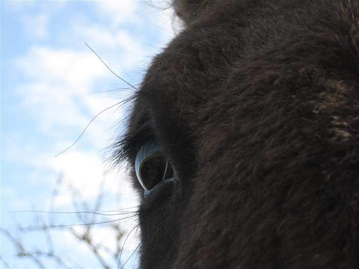 Islænder Fjalladís fra Breidablik - Fjalladis, close-up!! billede 10