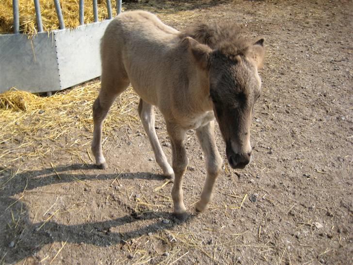 Islænder Fjalladís fra Breidablik - Heej... billede 15