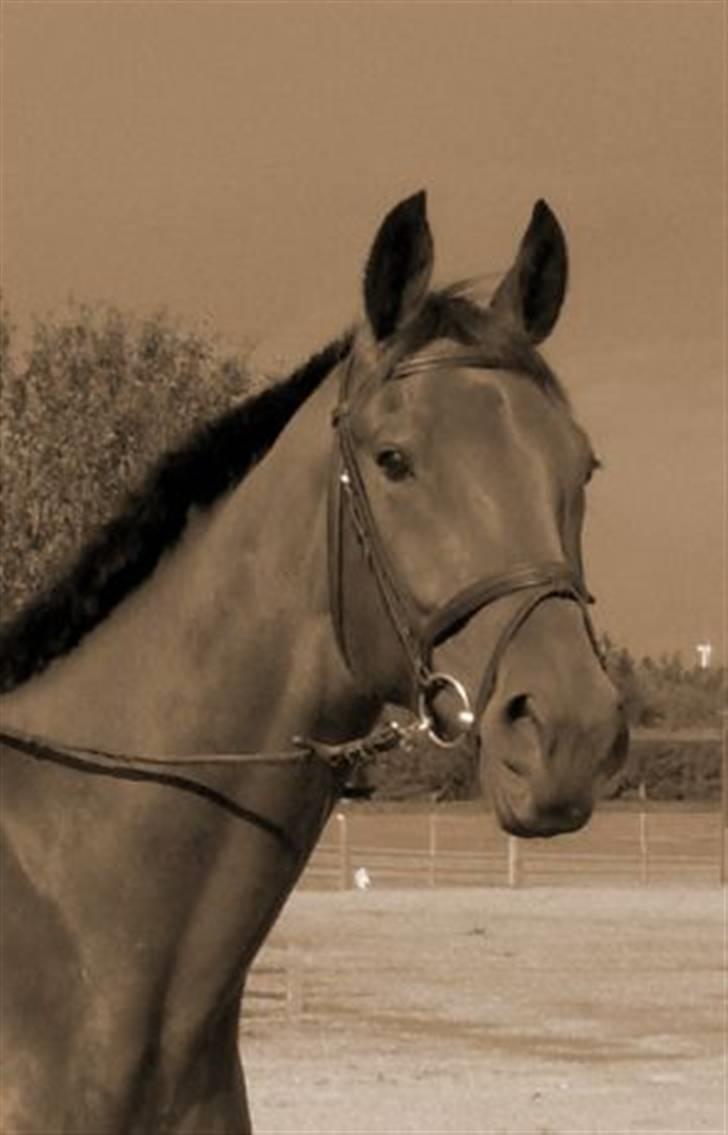 Traver Fasten Seat Belt  R.I.P. billede 2