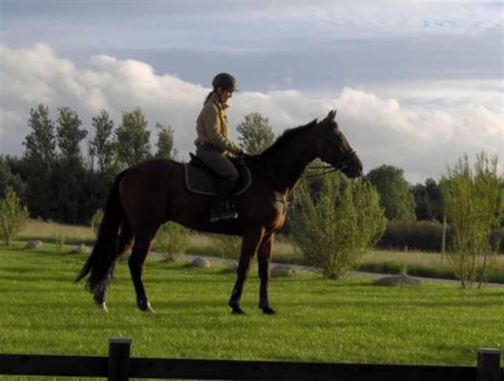 Traver Fasten Seat Belt  R.I.P. billede 4