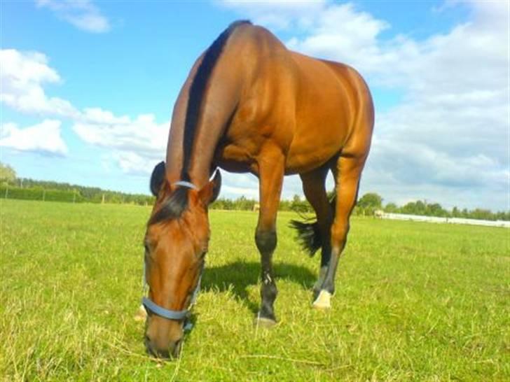 Traver Fasten Seat Belt  R.I.P. billede 5