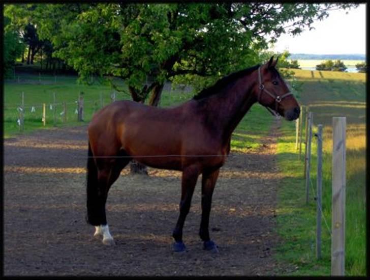 Traver Fasten Seat Belt  R.I.P. billede 6