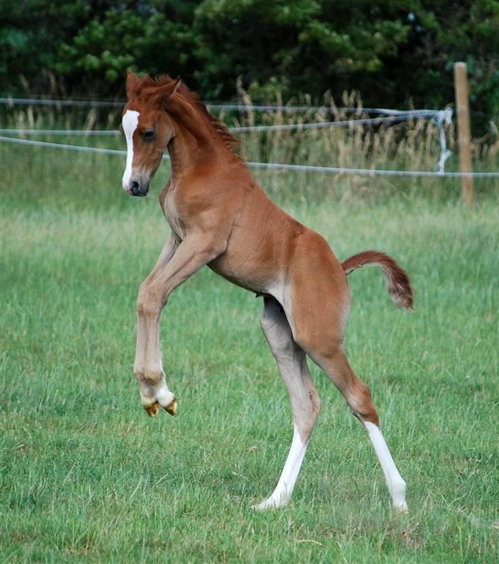 Sportsaraber (A) Fakhir E'jaaz SOLGT billede 13