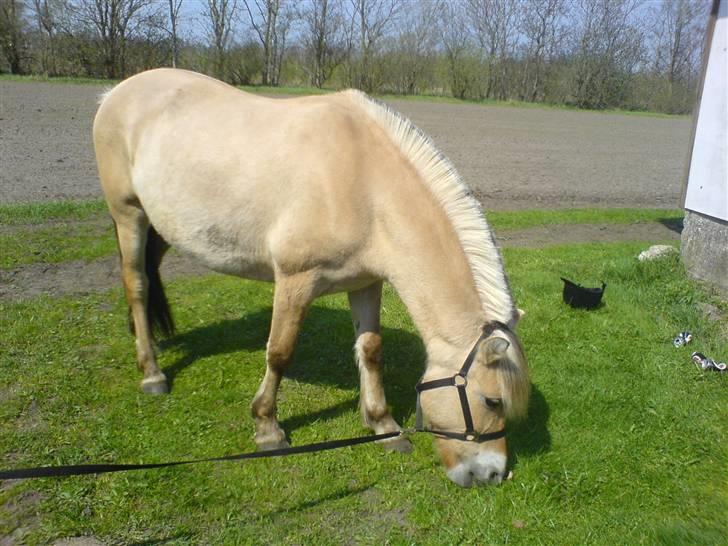 Fjordhest Ofelia  - Første gang jeg så hende , er hun ikke bare fantastisk ? <3 billede 7