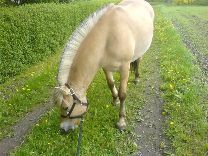 Fjordhest Ofelia  - Vi er lige på en lille gåtur omkring gården .. :) mmm , dejlig grønt græs ;) billede 8