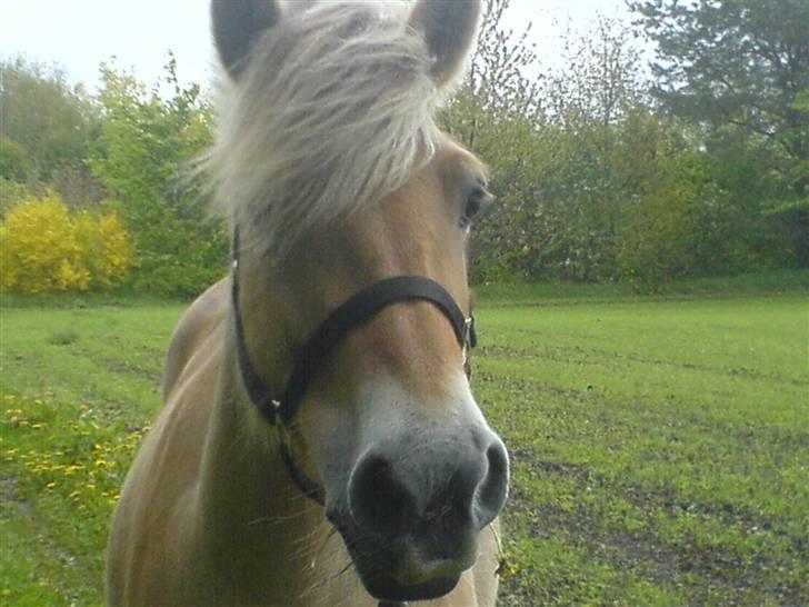 Fjordhest Ofelia  - Så fin hun er , dejlig sommerdag :)  billede 9