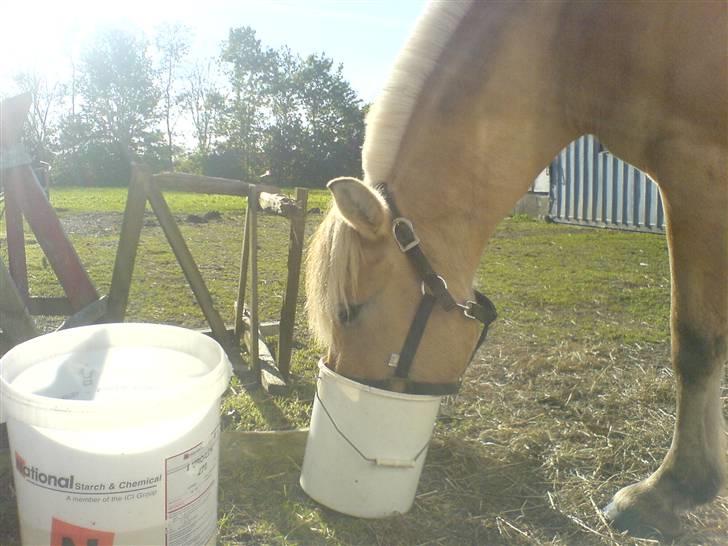 Fjordhest Ofelia  - Så er hun lige på opdagelse.. Mon der er mad i spanden ;) ? billede 10