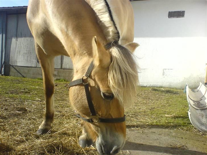 Fjordhest Ofelia  - På opdagelse ;) billede 11