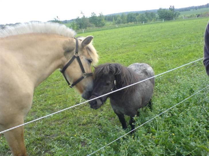 Fjordhest Ofelia  - De bedste venner :D billede 12