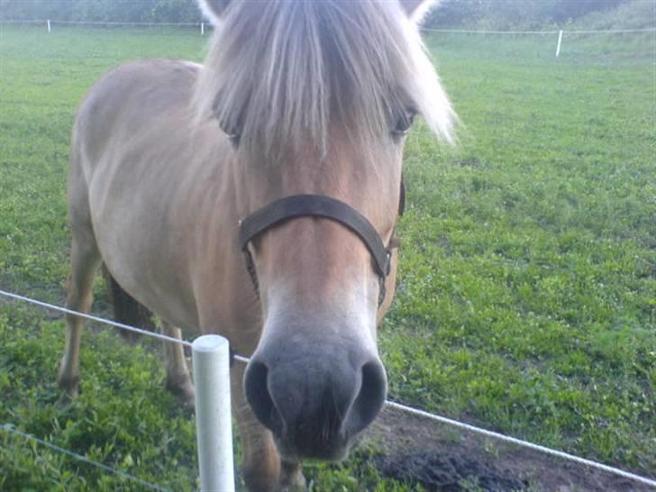 Fjordhest Ofelia  - nysgerrig <3 billede 13