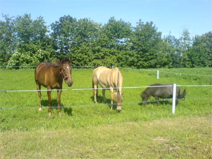 Fjordhest Ofelia  - trip , trap , træsko :P billede 14