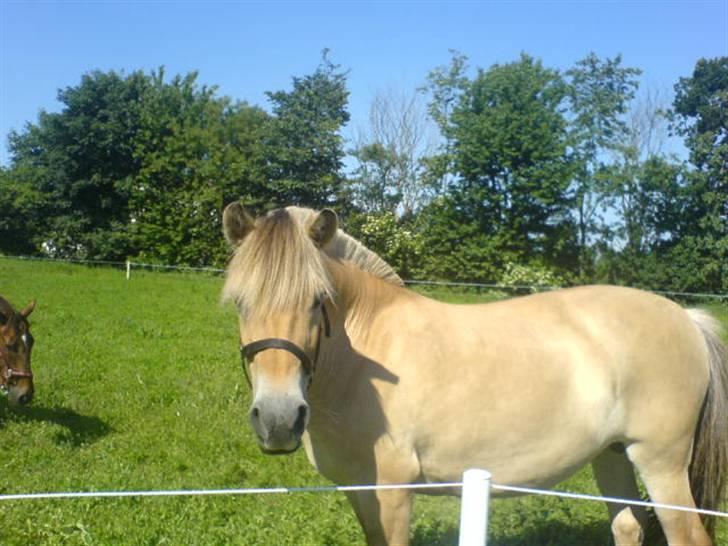 Fjordhest Ofelia  - Hej <3 billede 15