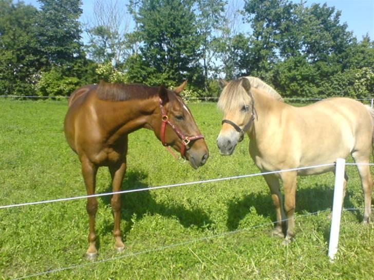 Fjordhest Ofelia  - venner <3 billede 16