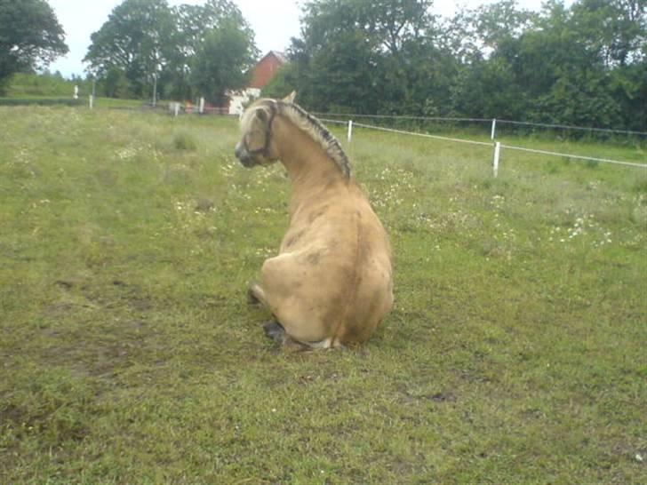 Fjordhest Ofelia  - Se hvad hun kan ;)  billede 17