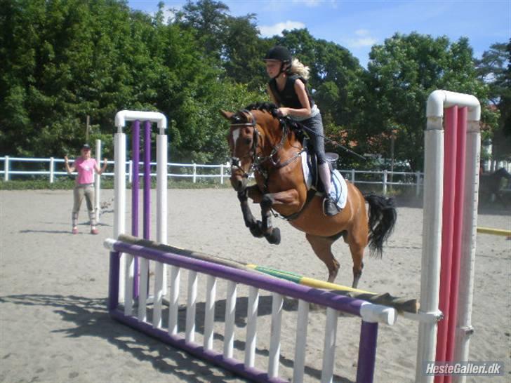 Anden særlig race klokkeblomst SOLGT - Klokke & Clara springer på Ibstrup ridelejr. Fotograf: Frej <3 billede 4