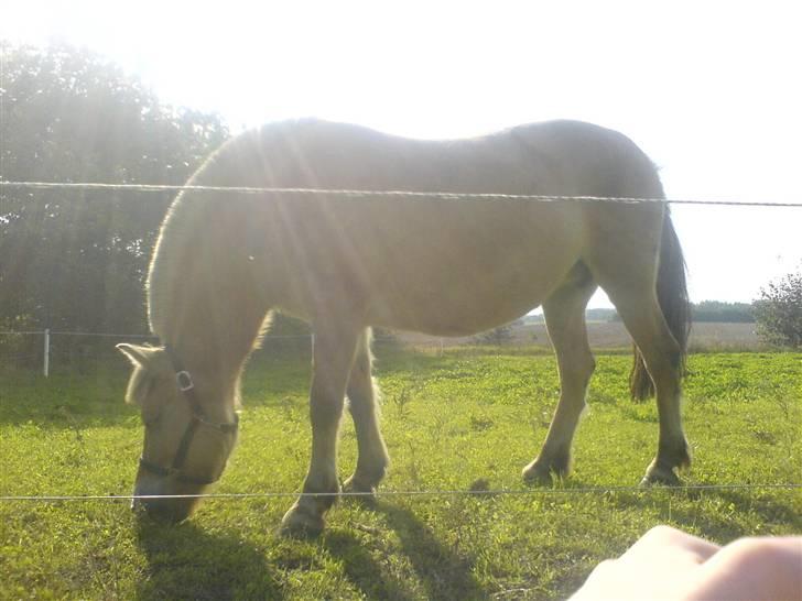 Fjordhest Ofelia  - græsning :) billede 18