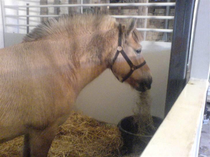 Fjordhest Ofelia  - i boksen :) Med hø i munden, så har hun det bedst ;)  billede 19