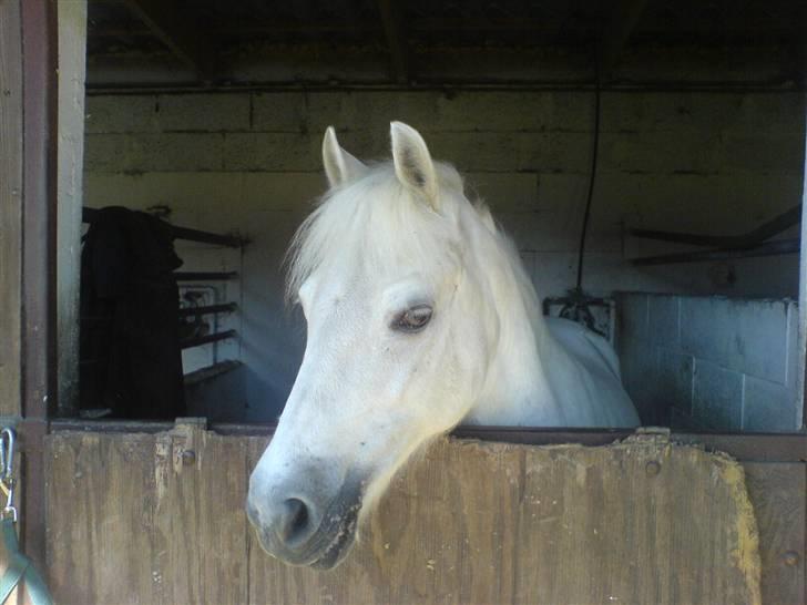 Anden særlig race Sheila (på pension) - Velkommen til Sheila´s profil<3 læg gerne en kommentar!!!<3 billede 1