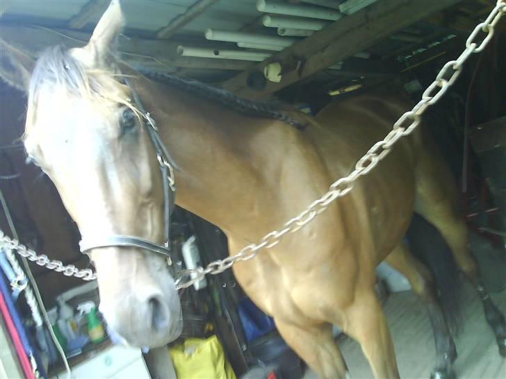 Traver morgan bork *død* billede 5