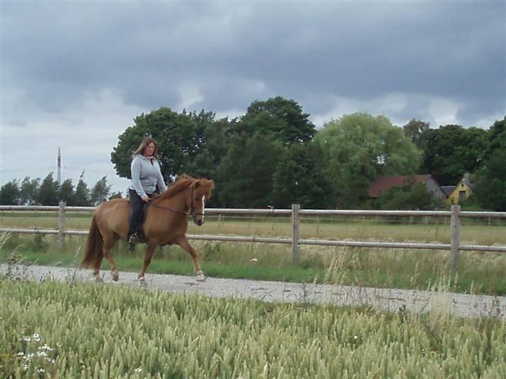 Islænder Jarl fra Nøddegården  billede 12