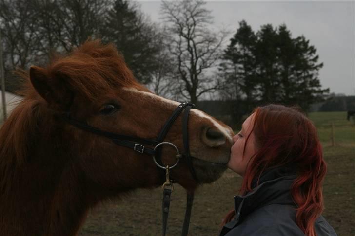Islænder Jarl fra Nøddegården  billede 13