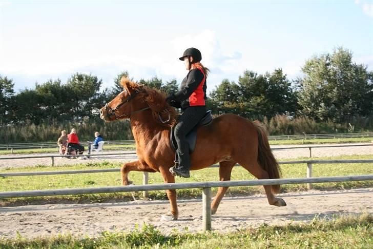 Islænder Jarl fra Nøddegården  billede 14